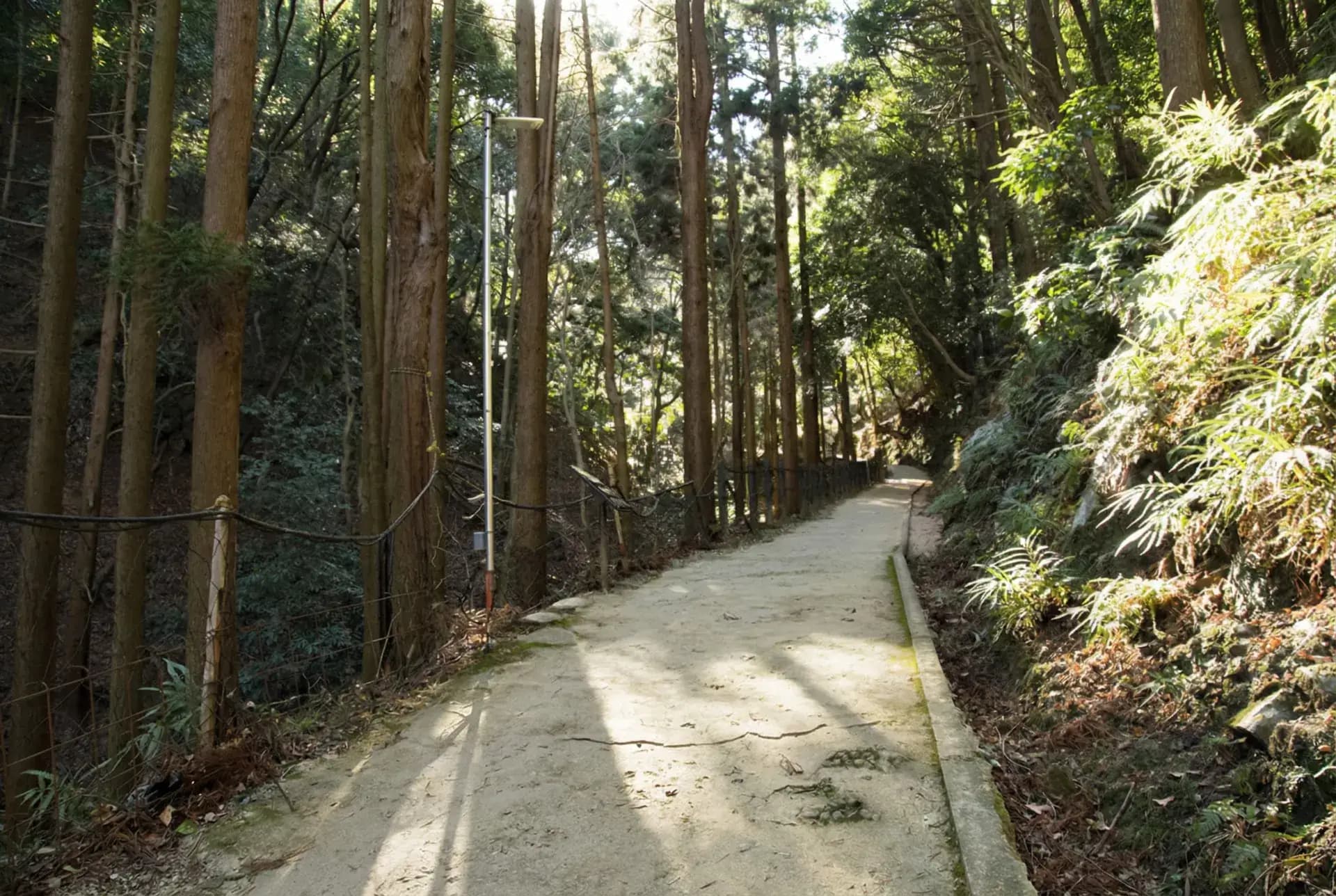 Camino Parque de monos kioto