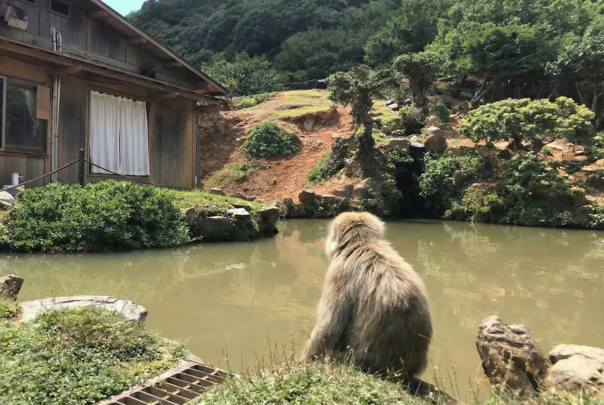Estanque Iwatayama Monkey Park